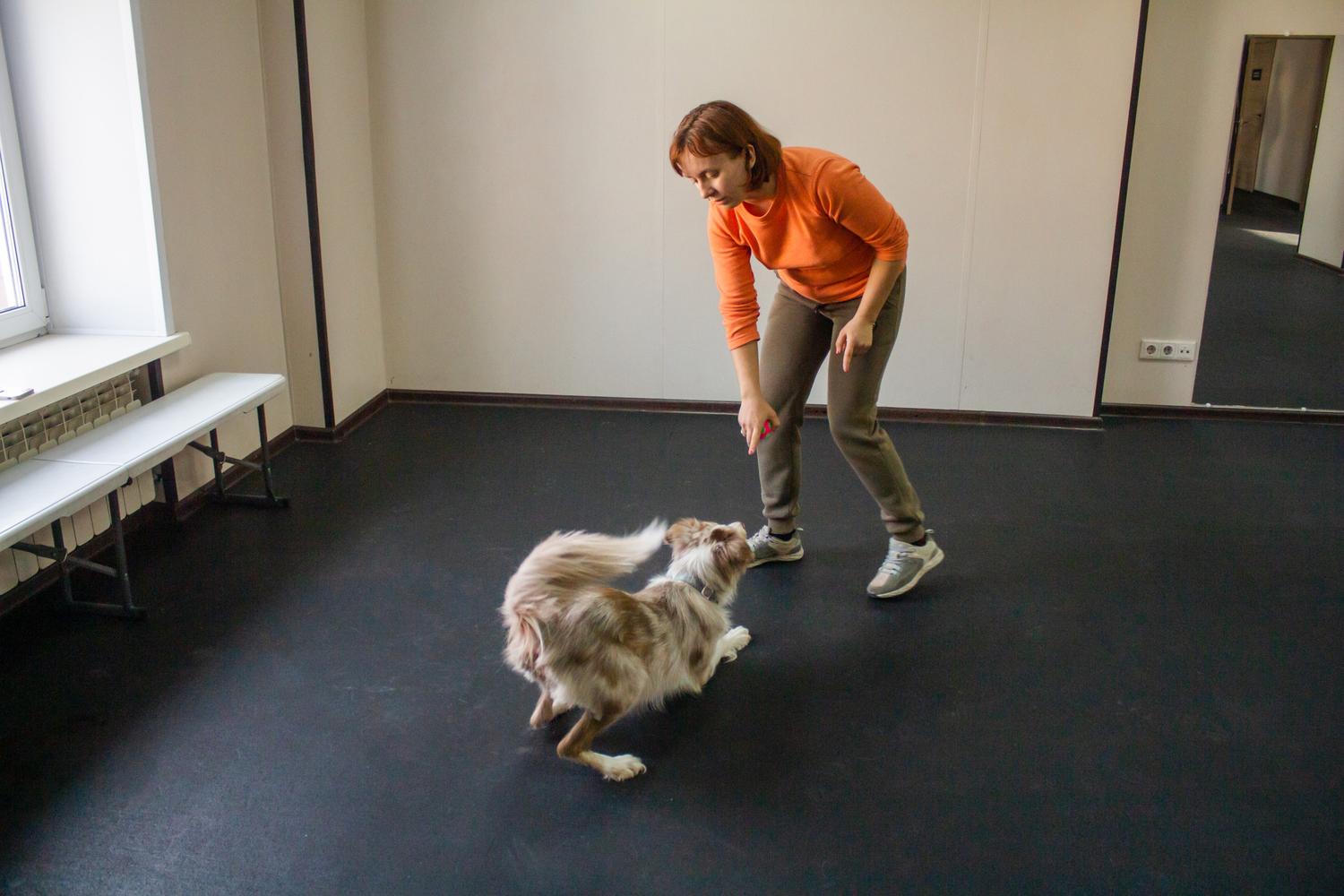 Фото В Новосибирске показали уроки танцев для собак 3