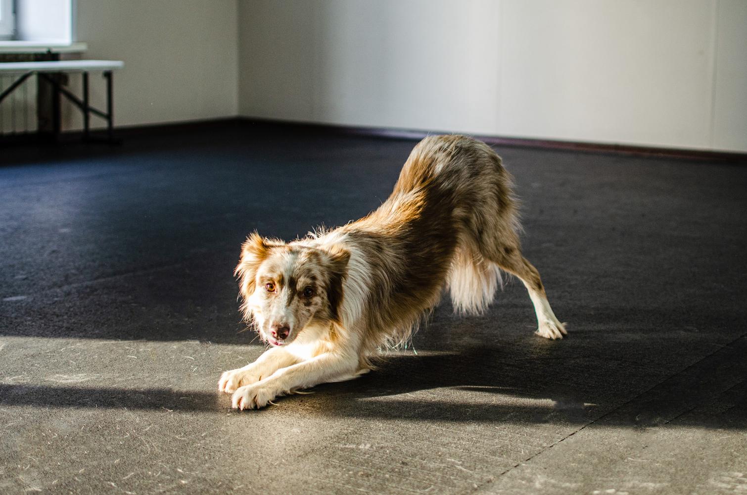 Фото В Новосибирске показали уроки танцев для собак 4