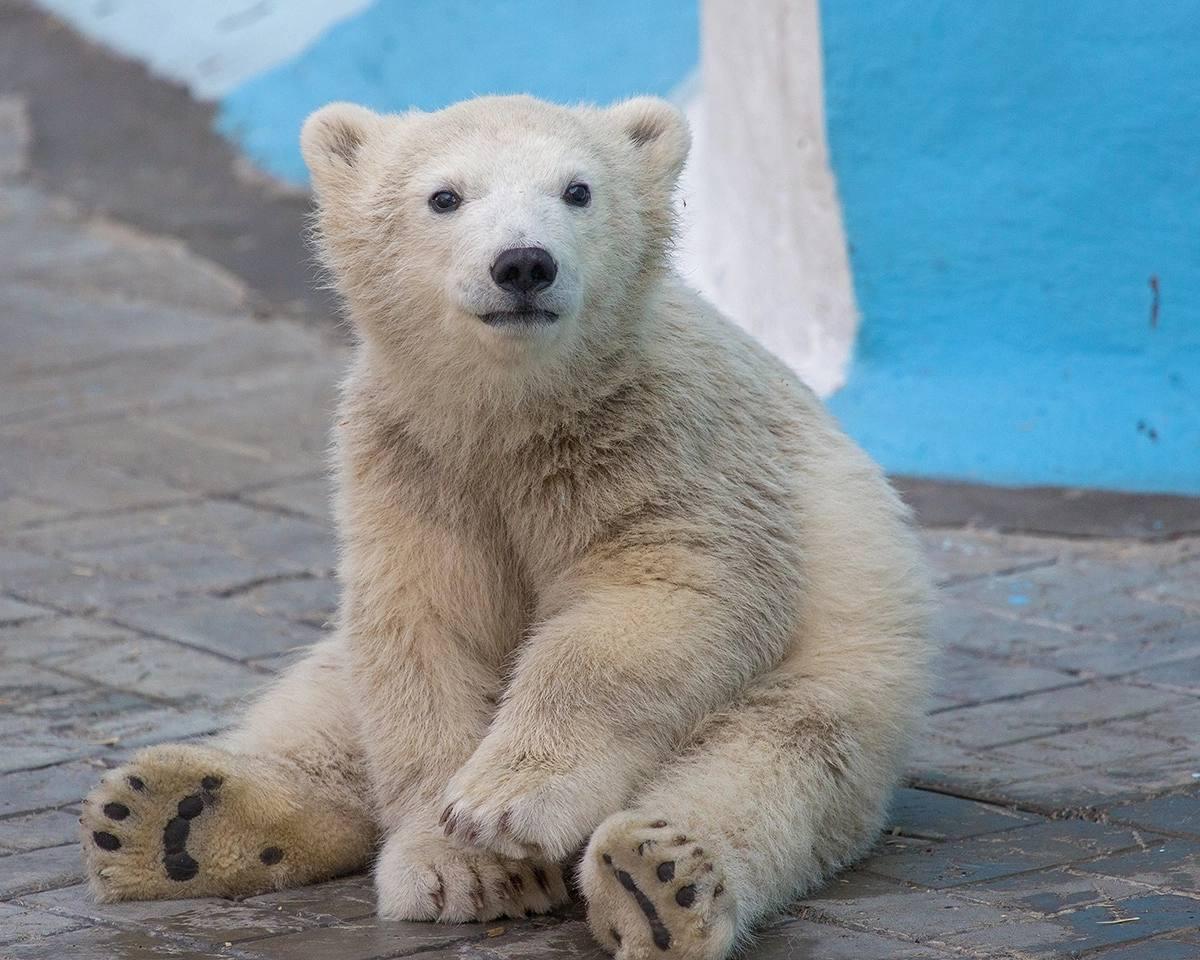 Фото Новосибирский зоопарк показал игры белых медвежат 4