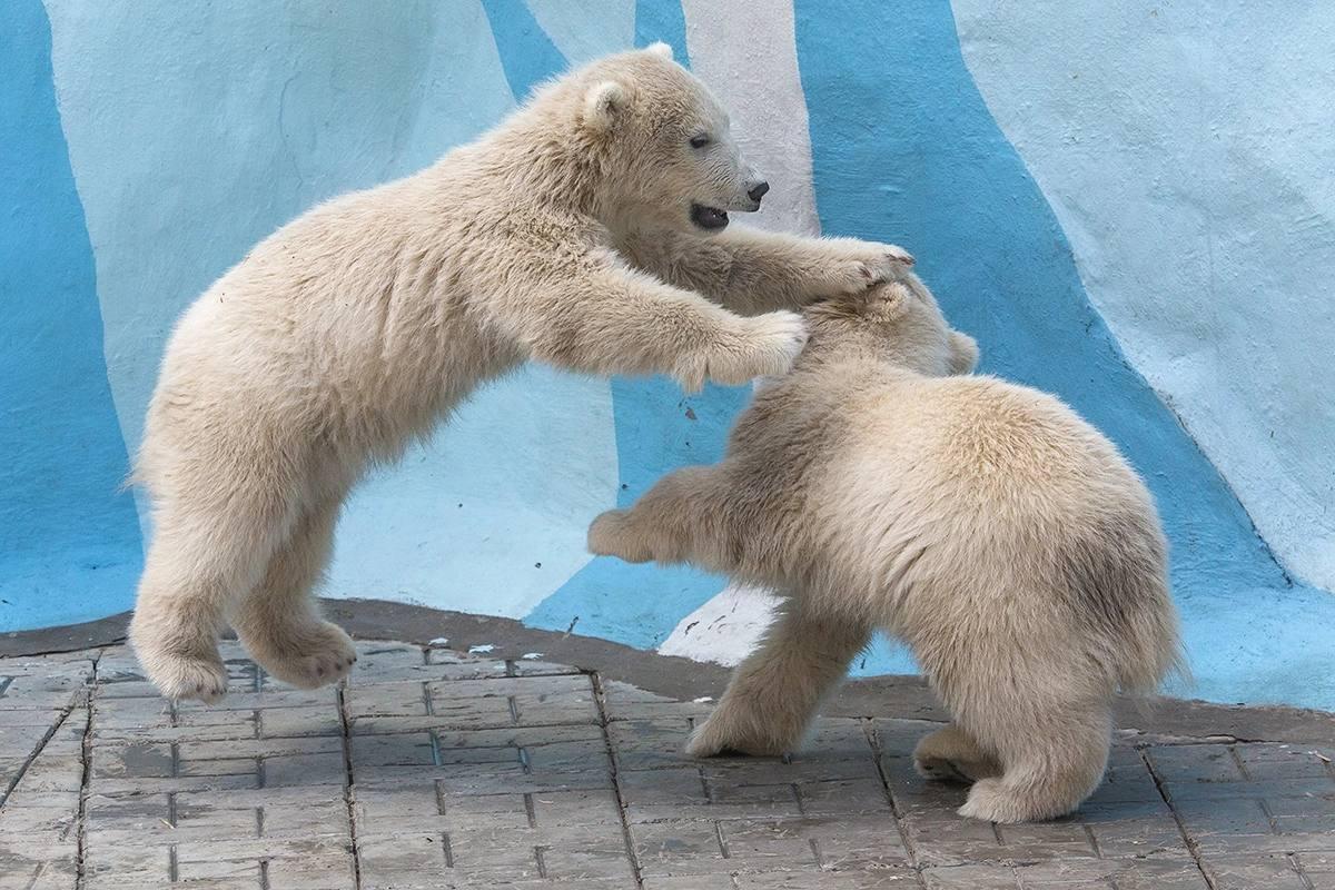Фото Новосибирский зоопарк показал игры белых медвежат 3