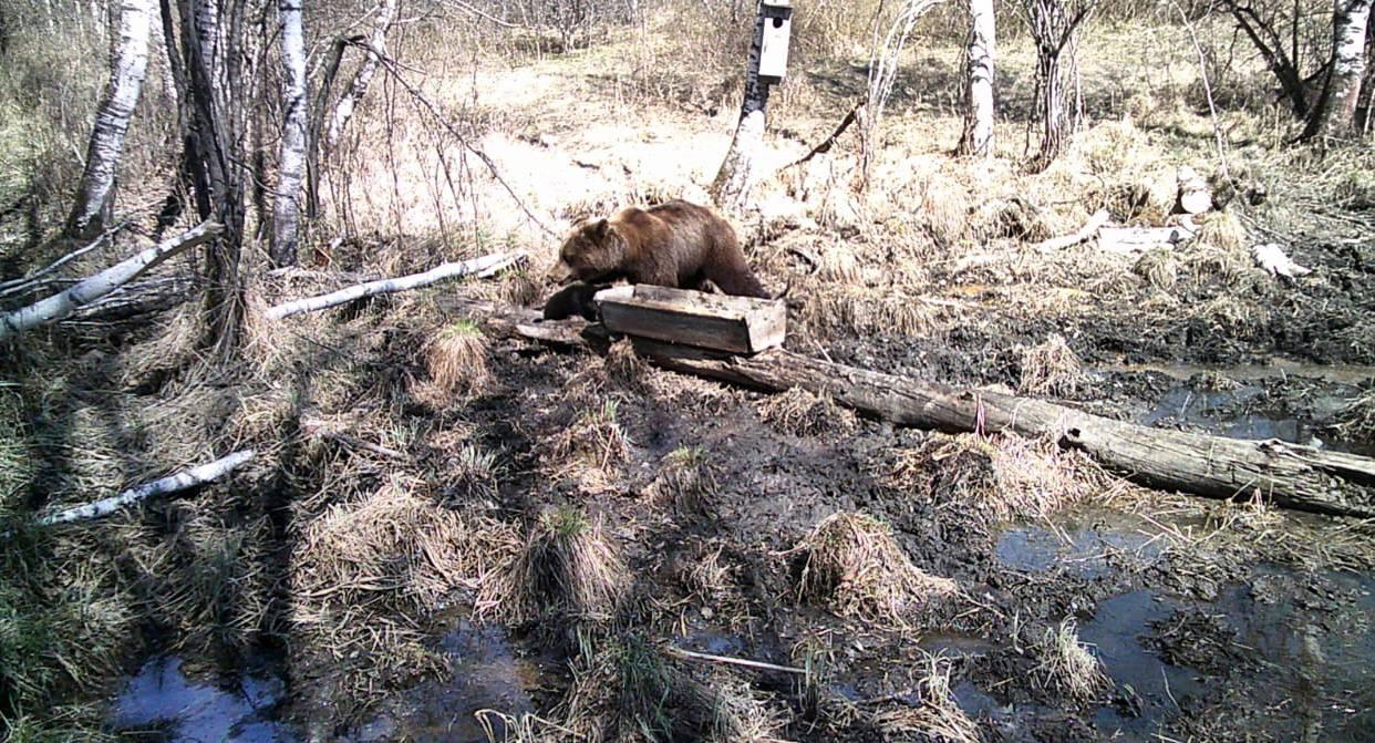 Фото В Новосибирском заказнике медвежонок и лось попали в фотоловушку 2