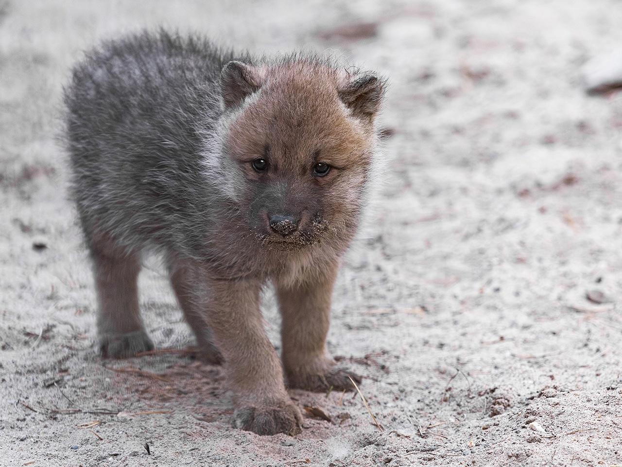 Фото «Две девочки и два мальчика» Полярные волчата родились в новосибирском зоопарке 2