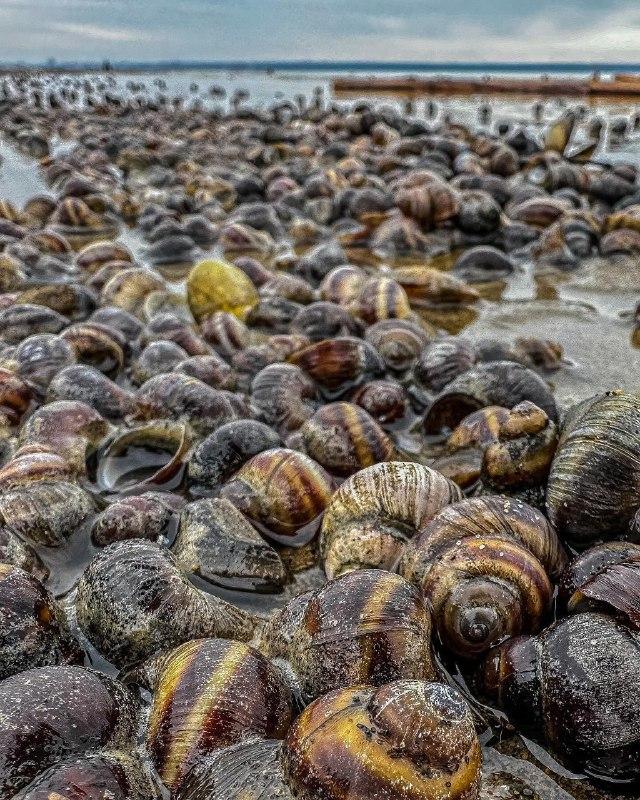 Фото Берег Обского моря весь усыпан ракушками из-за сброса воды 2