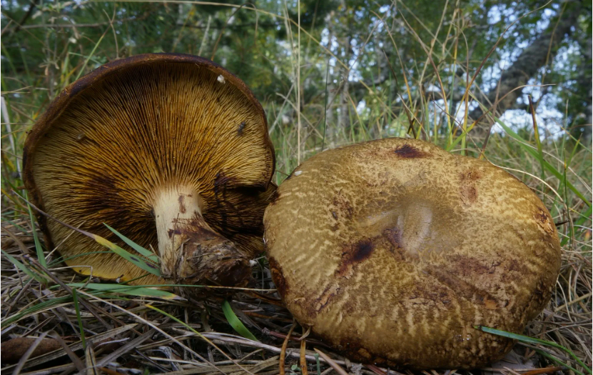 Фото Миколог назвал смертельные грибы в Новосибирской области 2