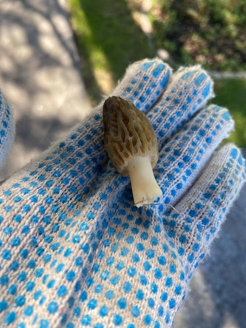 Фото Новосибирские леса заполонило рекордное количество майских грибов. 30 кадров даров природы 3