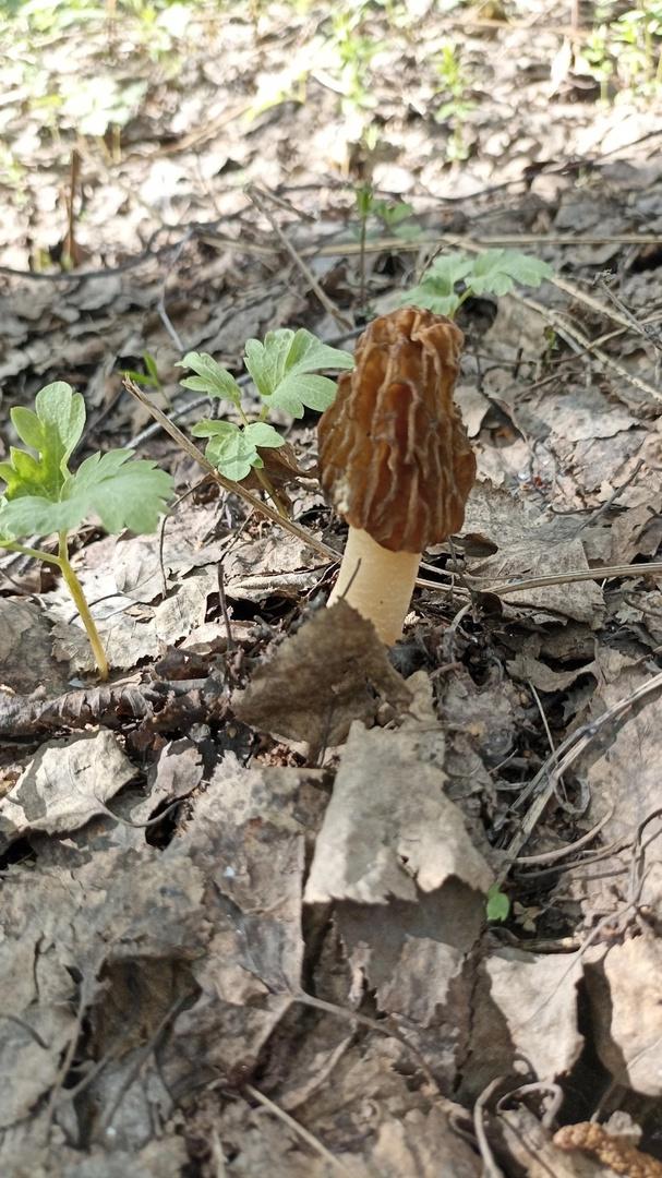 Фото Новосибирские леса заполонило рекордное количество майских грибов. 30 кадров даров природы 32