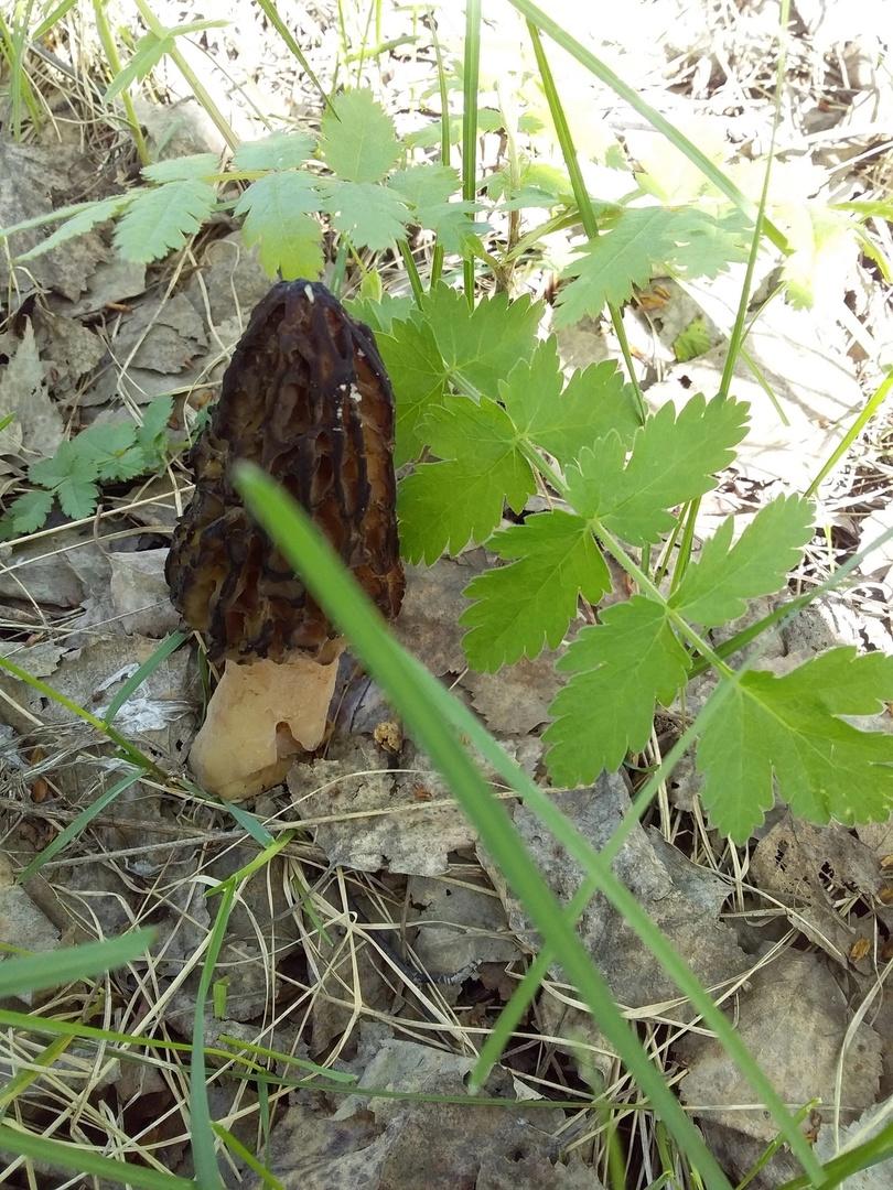 Фото Новосибирские леса заполонило рекордное количество майских грибов. 30 кадров даров природы 31