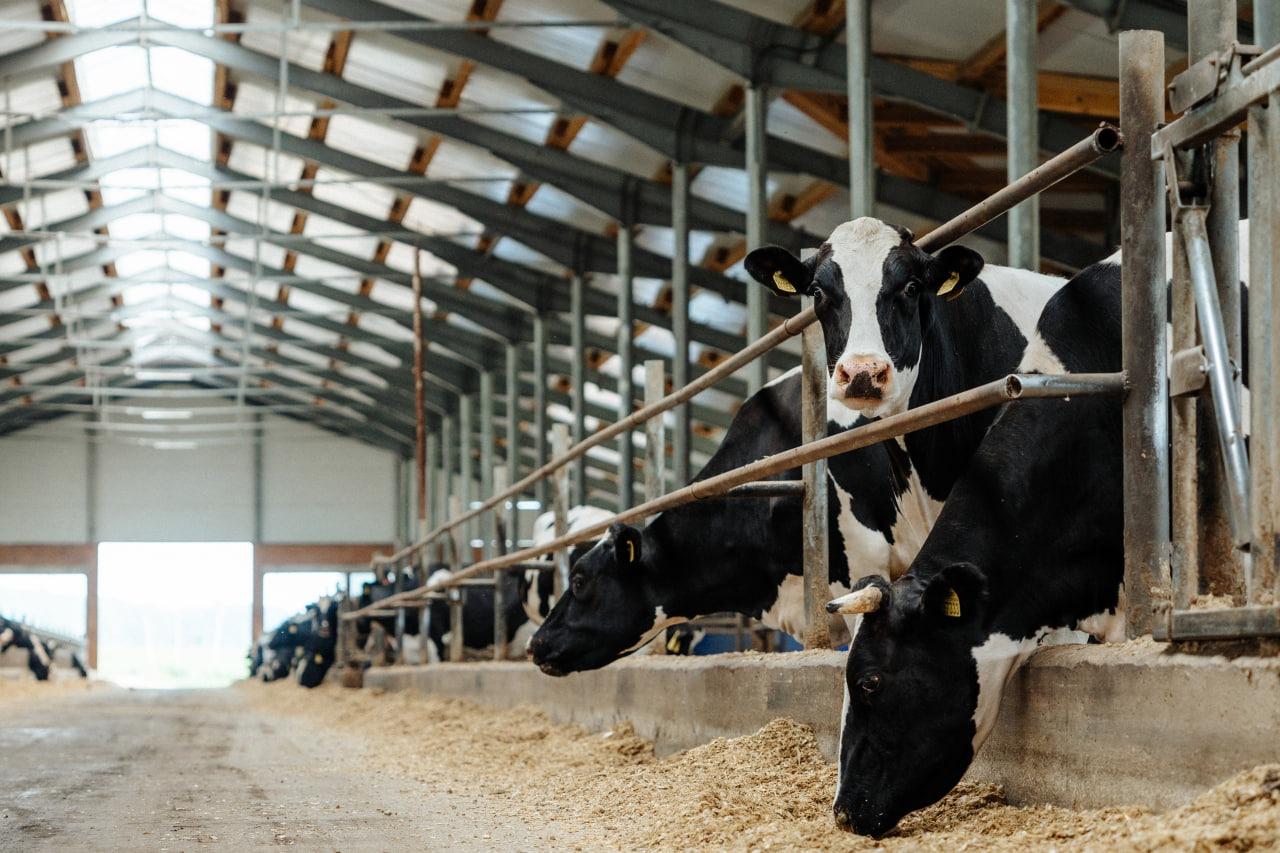 Фото В гости к буренкам: рассказываем про увлекательный маршрут для тех, кто хочет знать все о настоящем молоке 2 - Сиб.ФМ Фото В гости к буренкам: рассказываем про увлекательный маршрут для тех, кто хочет знать все о настоящем молоке 2