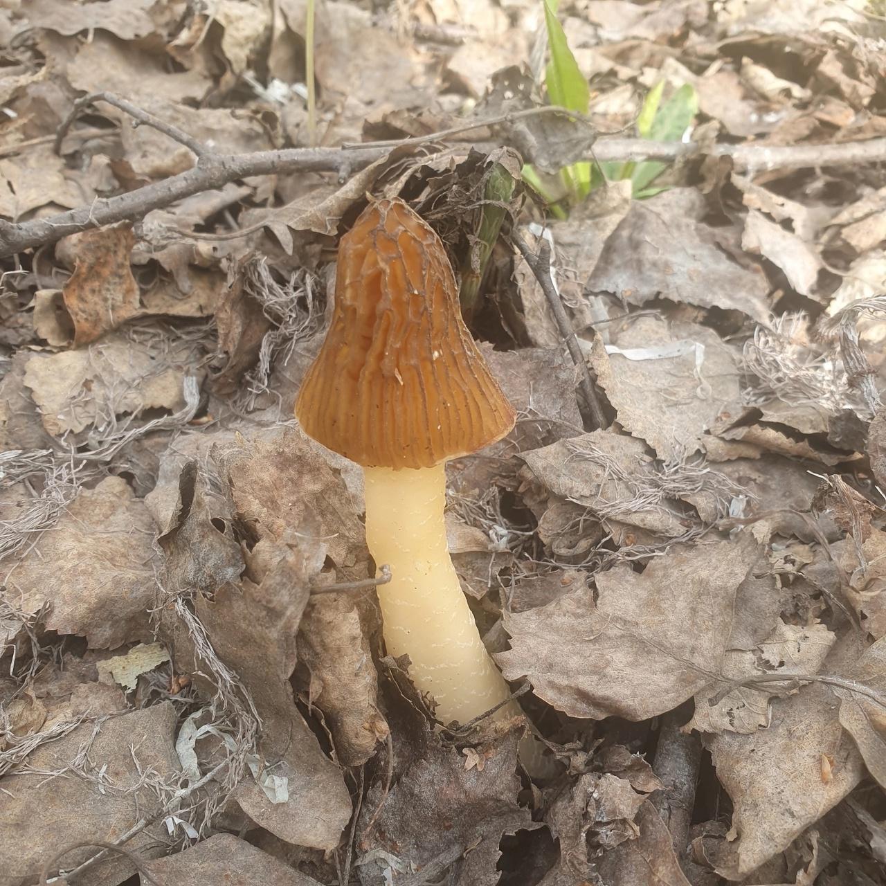 Фото Новосибирские леса заполонило рекордное количество майских грибов. 30 кадров даров природы 30