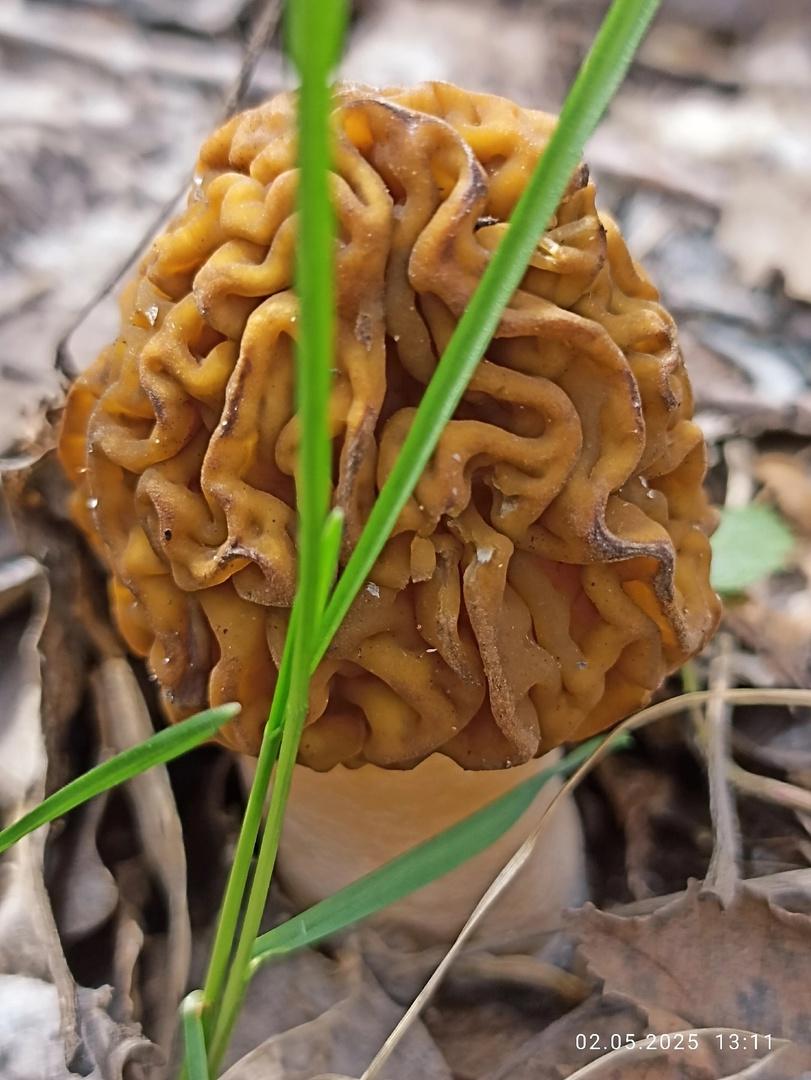 Фото Новосибирские леса заполонило рекордное количество майских грибов. 30 кадров даров природы 29