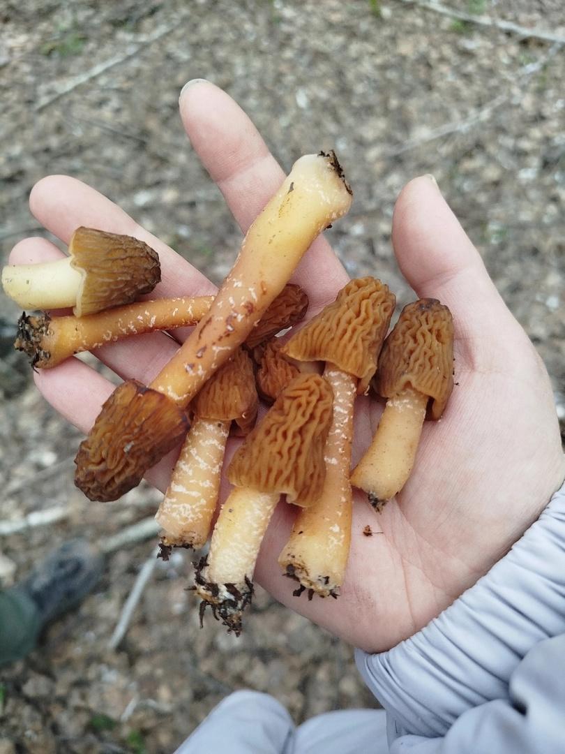 Фото Новосибирские леса заполонило рекордное количество майских грибов. 30 кадров даров природы 21