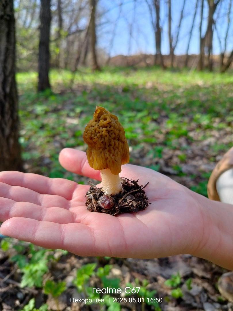 Фото Новосибирские леса заполонило рекордное количество майских грибов. 30 кадров даров природы 19