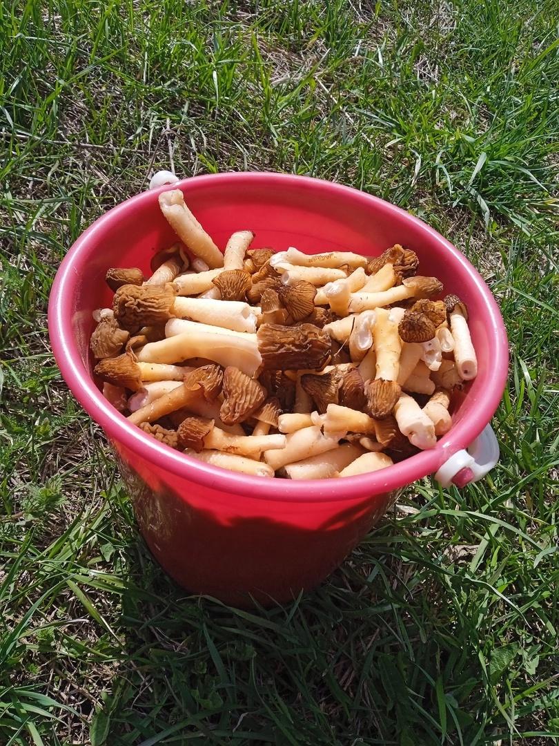 Фото Новосибирские леса заполонило рекордное количество майских грибов. 30 кадров даров природы 18