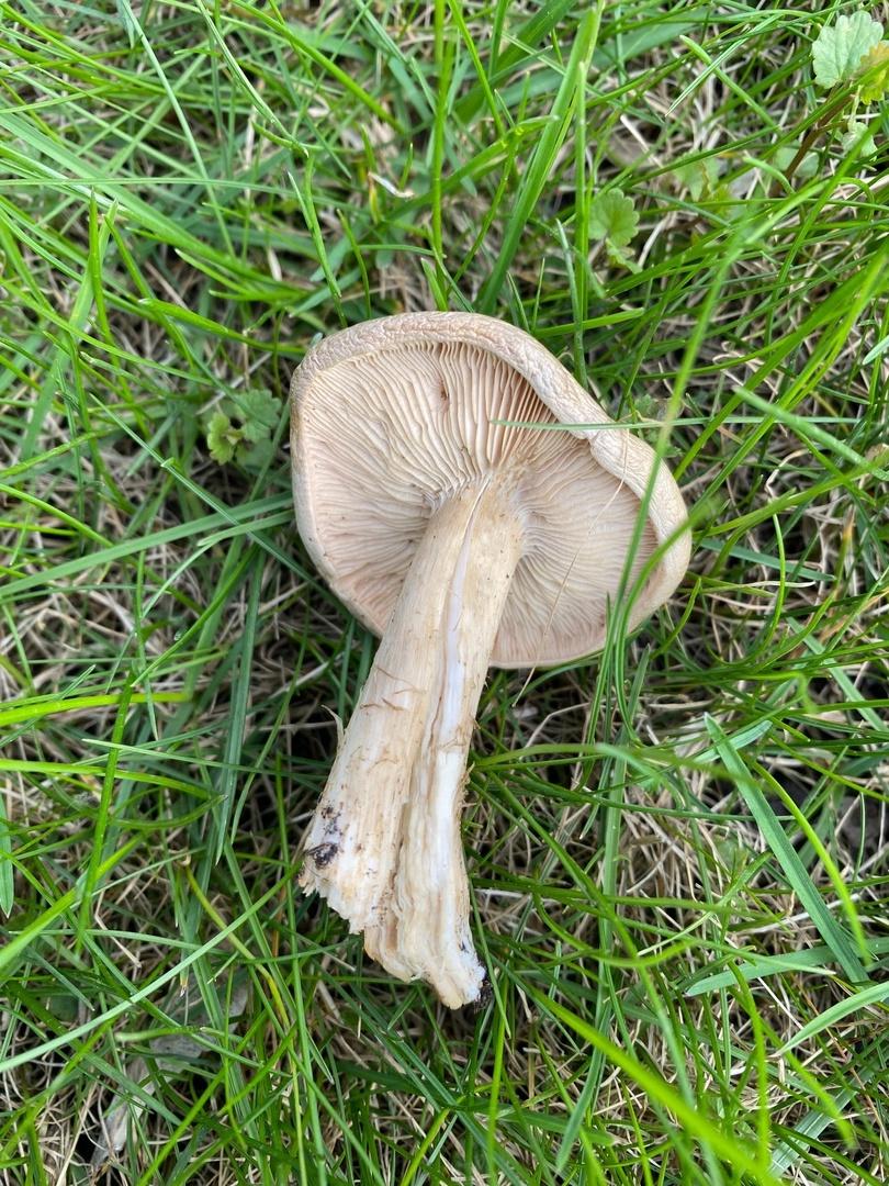 Фото Новосибирские леса заполонило рекордное количество майских грибов. 30 кадров даров природы 17