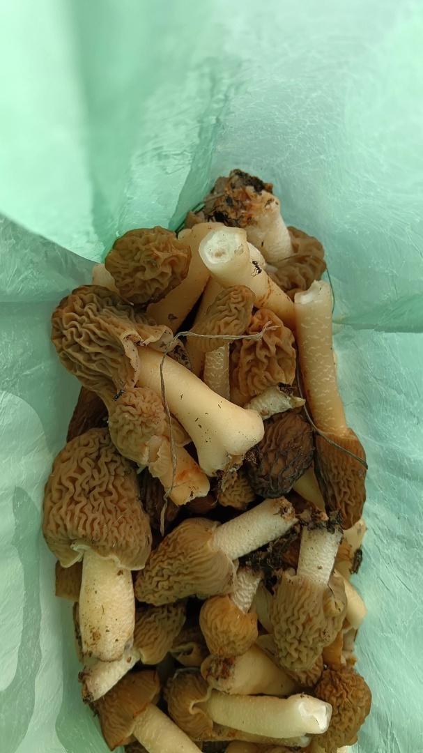 Фото Новосибирские леса заполонило рекордное количество майских грибов. 30 кадров даров природы 15