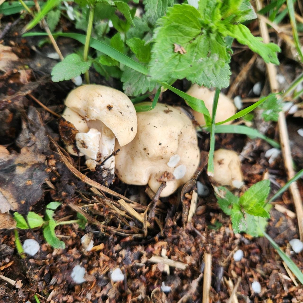 Фото Новосибирские леса заполонило рекордное количество майских грибов. 30 кадров даров природы 12