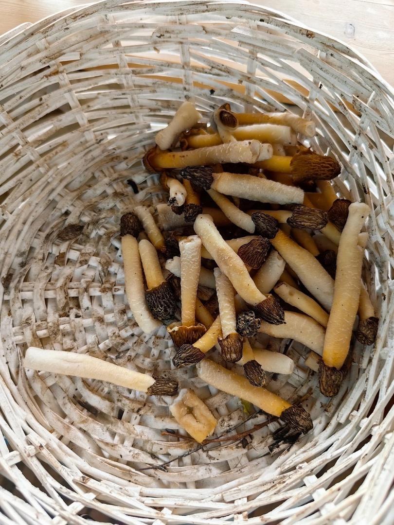 Фото Новосибирские леса заполонило рекордное количество майских грибов. 30 кадров даров природы 11