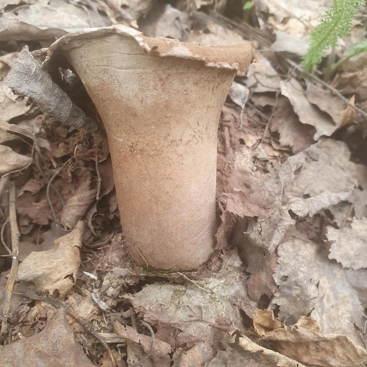 Фото Новосибирские леса заполонило рекордное количество майских грибов. 30 кадров даров природы 10