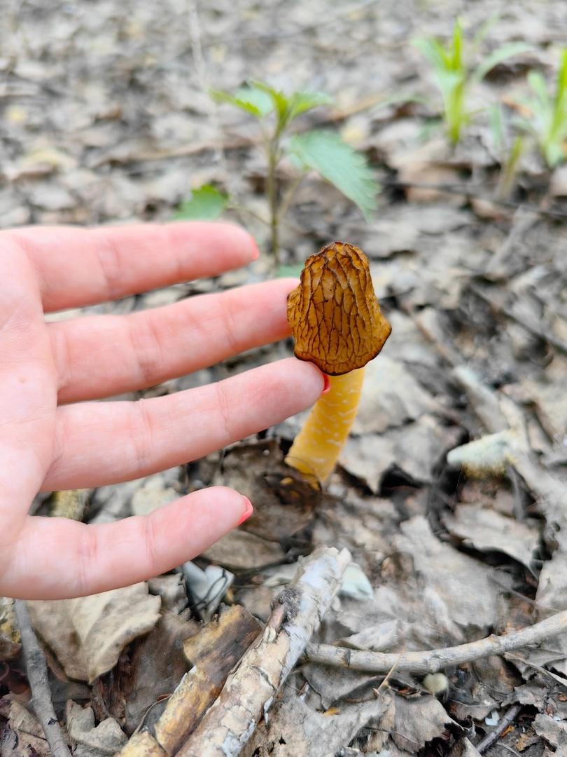 Фото Новосибирские леса заполонило рекордное количество майских грибов. 30 кадров даров природы 9