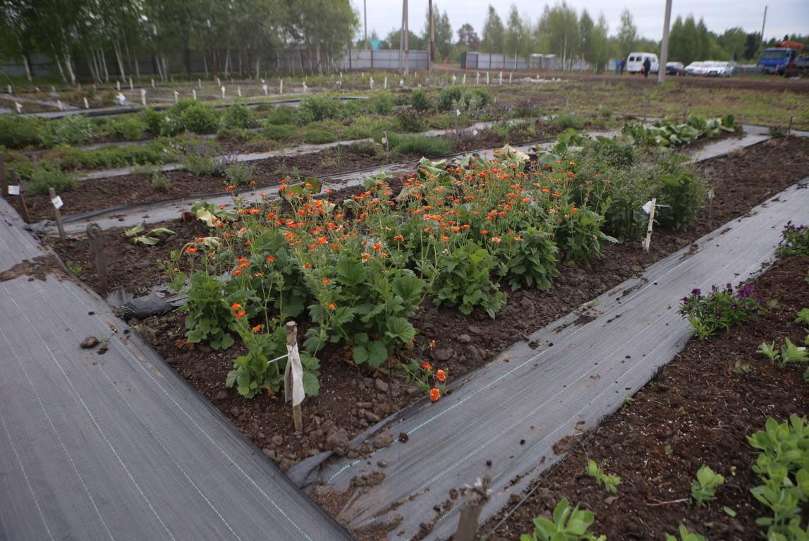 Фото В муниципальном питомнике растят будущие зеленые легкие Новосибирска 3 - Сиб.ФМ Фото В муниципальном питомнике растят будущие зеленые легкие Новосибирска 3