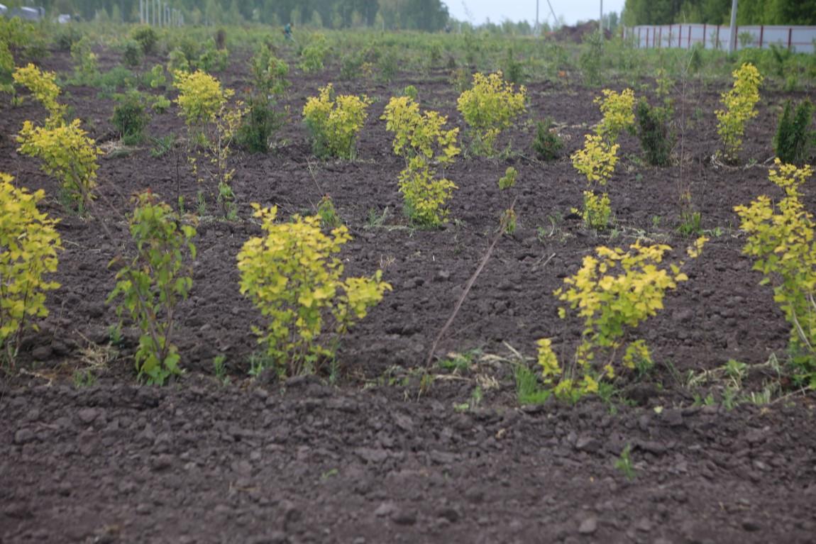 Фото В муниципальном питомнике растят будущие зеленые легкие Новосибирска 2 - Сиб.ФМ Фото В муниципальном питомнике растят будущие зеленые легкие Новосибирска 2