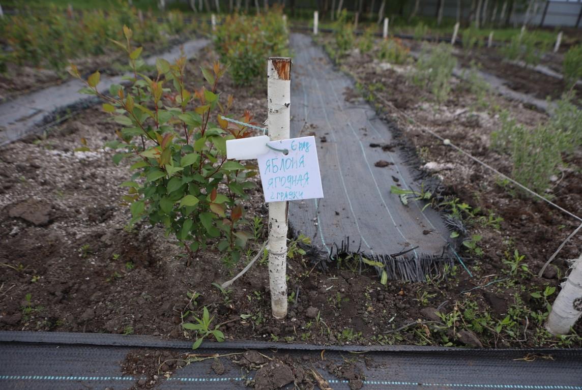 Фото В муниципальном питомнике растят будущие зеленые легкие Новосибирска 4 - Сиб.ФМ Фото В муниципальном питомнике растят будущие зеленые легкие Новосибирска 4