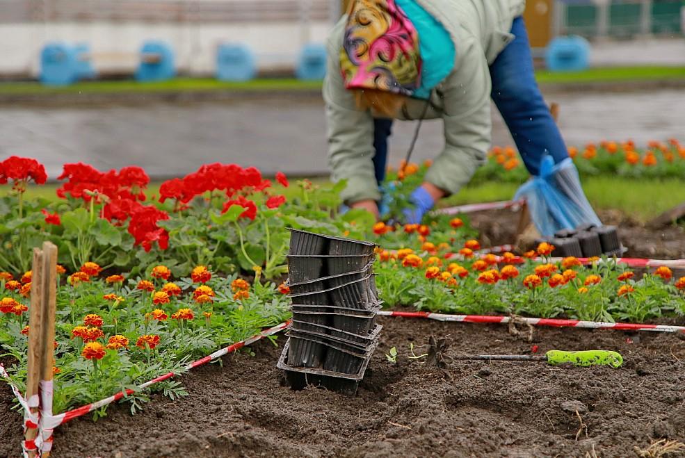 Фото Мэр Новосибирска призвал учитывать мнение жителей при озеленении городских территорий 3 - Сиб.ФМ Фото Мэр Новосибирска призвал учитывать мнение жителей при озеленении городских территорий 3