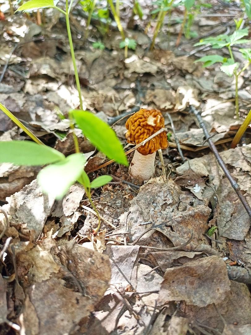 Фото Новосибирские леса заполонило рекордное количество майских грибов. 30 кадров даров природы 2
