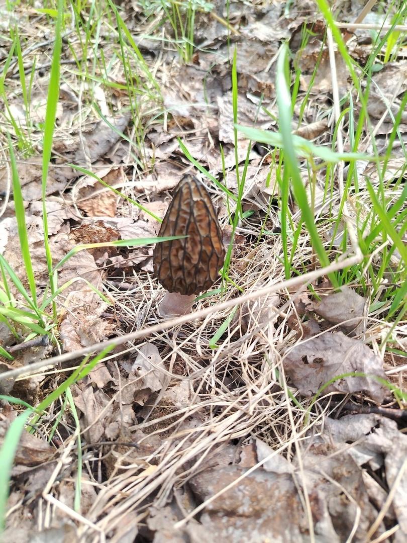 Фото Новосибирские леса заполонило рекордное количество майских грибов. 30 кадров даров природы 27