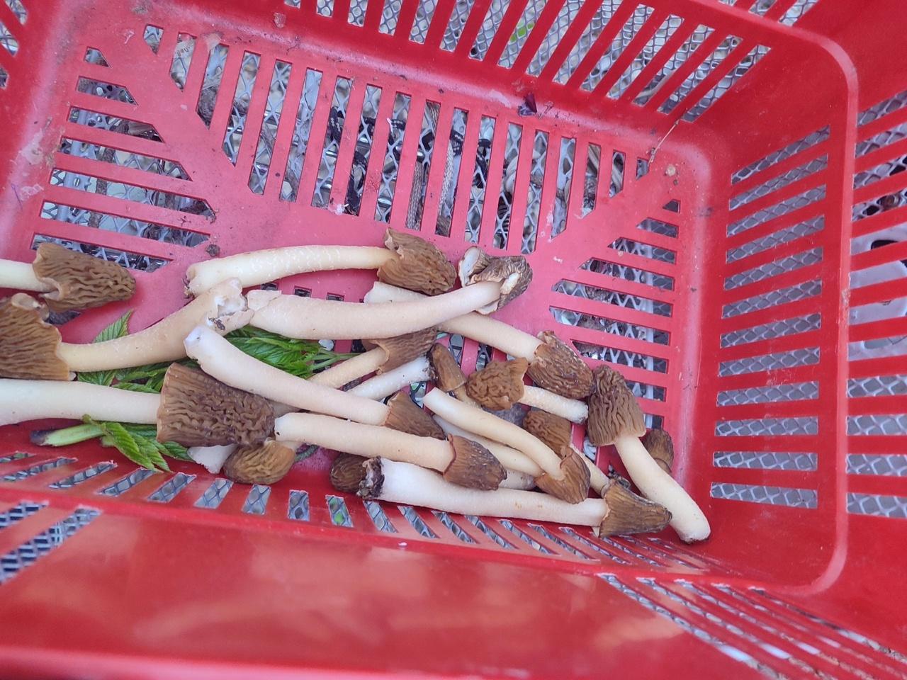 Фото Новосибирские леса заполонило рекордное количество майских грибов. 30 кадров даров природы 26