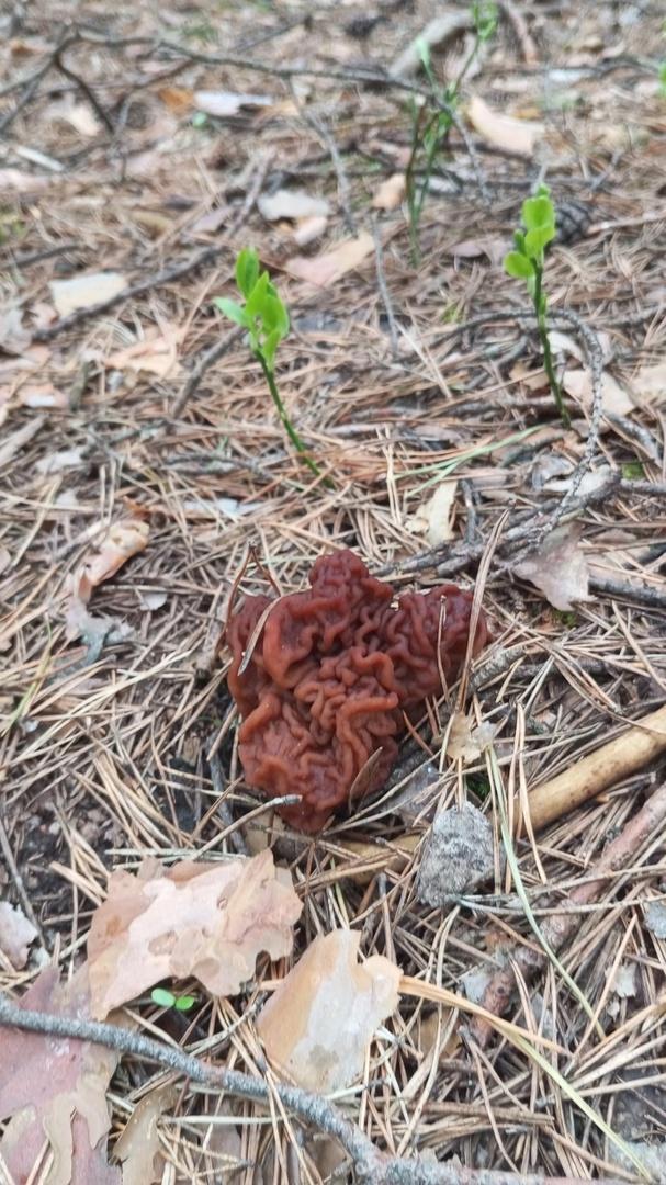 Фото Новосибирские леса заполонило рекордное количество майских грибов. 30 кадров даров природы 24