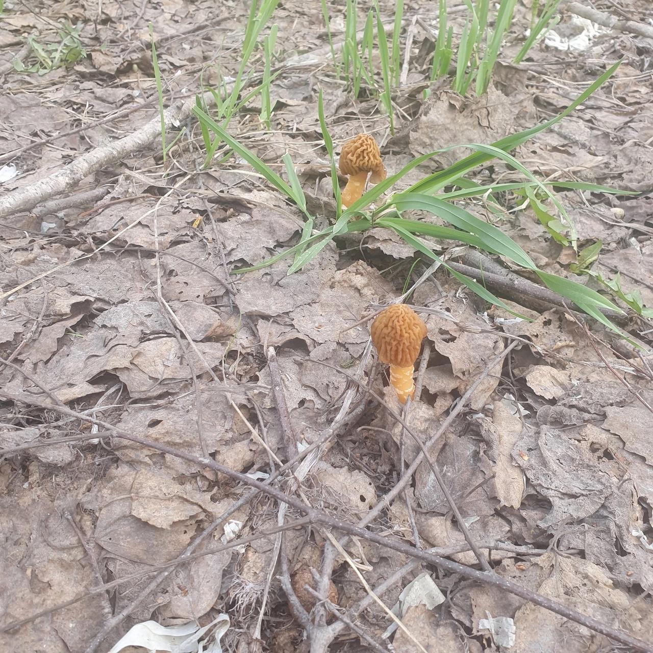 Фото Новосибирские леса заполонило рекордное количество майских грибов. 30 кадров даров природы 23