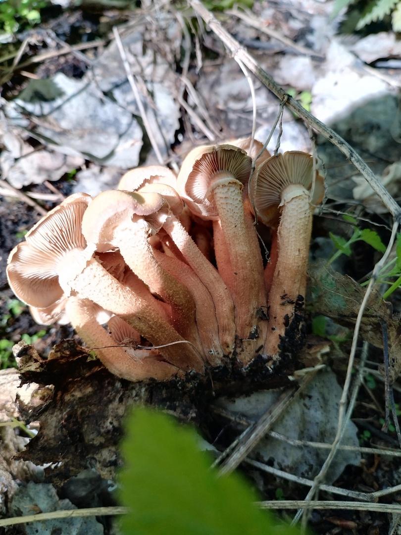 Фото Новосибирские леса заполонило рекордное количество майских грибов. 30 кадров даров природы 22