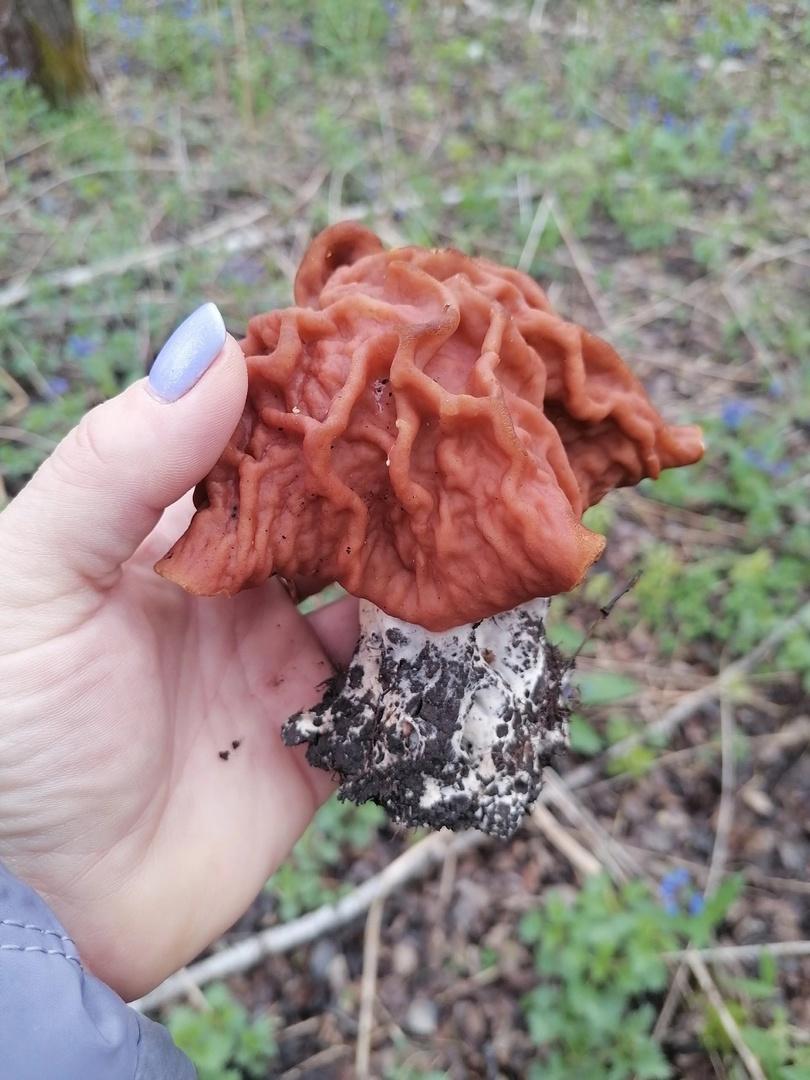 Фото Новосибирские леса заполонило рекордное количество майских грибов. 30 кадров даров природы 20