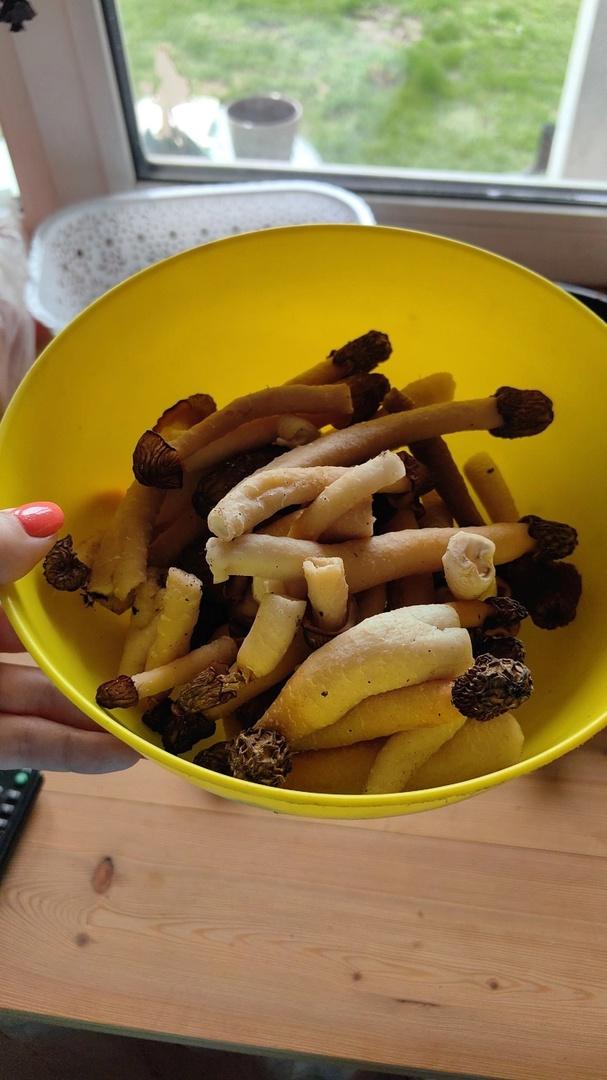 Фото Новосибирские леса заполонило рекордное количество майских грибов. 30 кадров даров природы 16