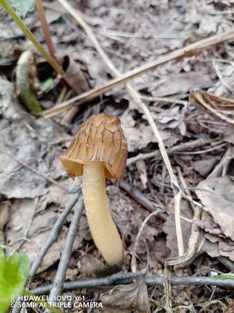 Фото Новосибирские леса заполонило рекордное количество майских грибов. 30 кадров даров природы 14