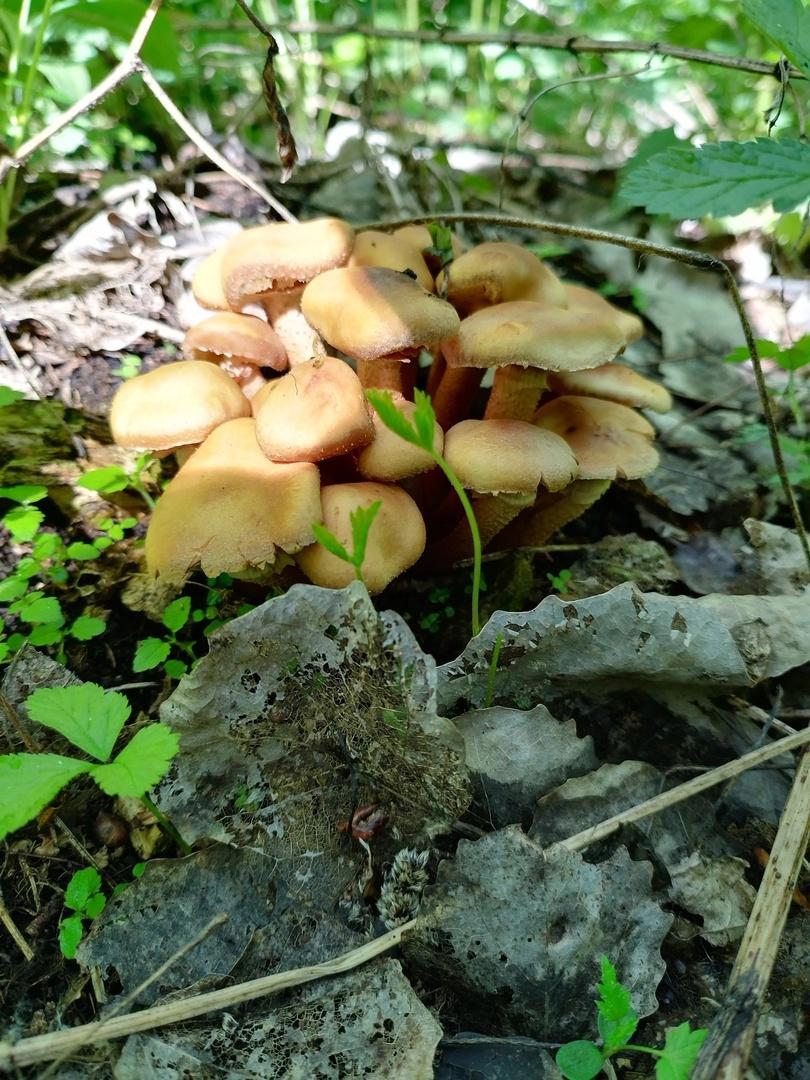 Фото Новосибирские леса заполонило рекордное количество майских грибов. 30 кадров даров природы 13