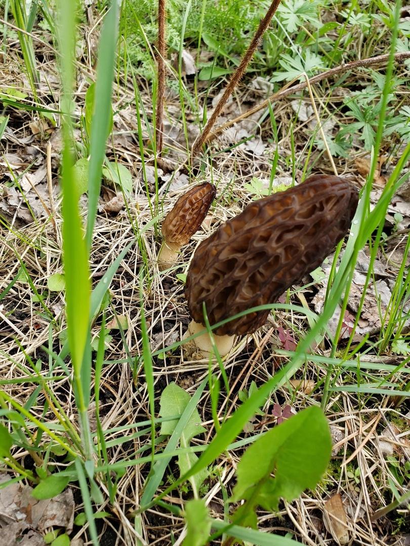 Фото Новосибирские леса заполонило рекордное количество майских грибов. 30 кадров даров природы 8