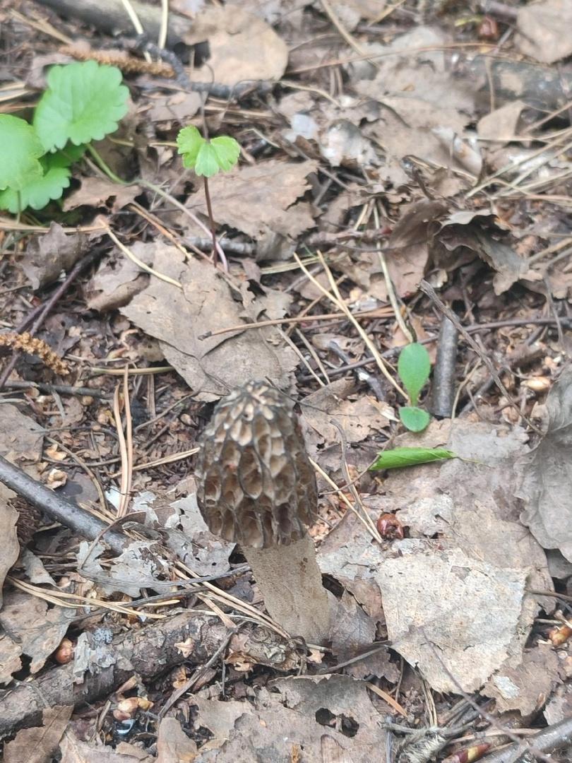 Фото Новосибирские леса заполонило рекордное количество майских грибов. 30 кадров даров природы 7