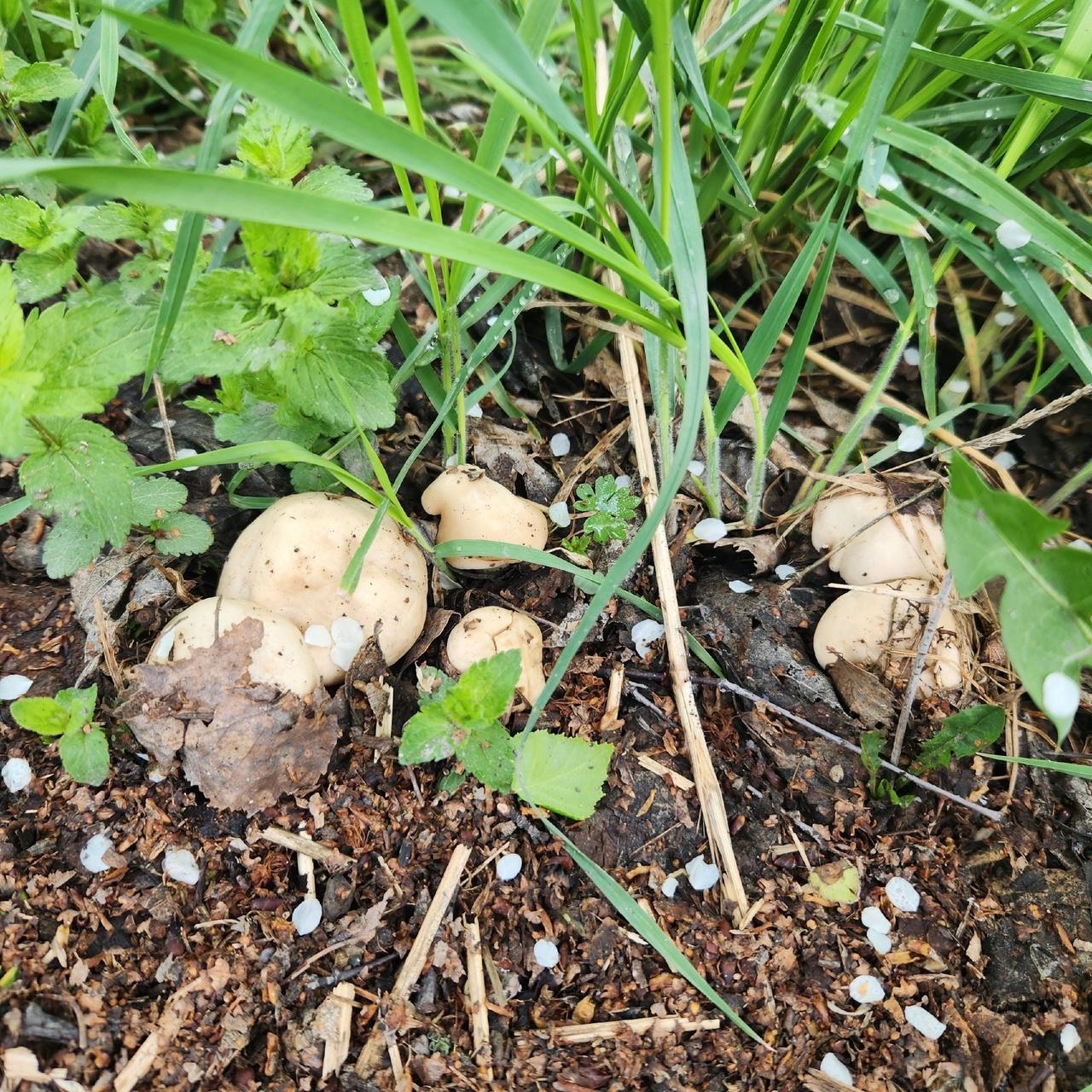 Фото Новосибирские леса заполонило рекордное количество майских грибов. 30 кадров даров природы 6