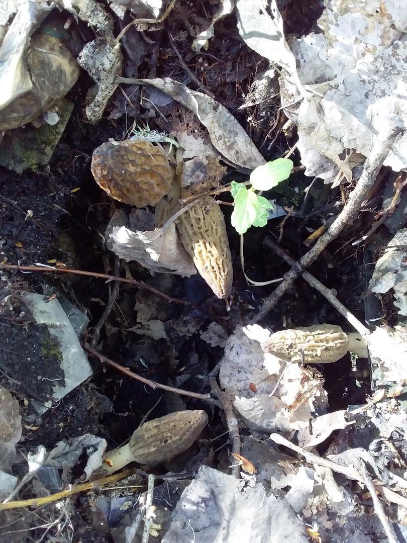 Фото Новосибирские леса заполонило рекордное количество майских грибов. 30 кадров даров природы 5