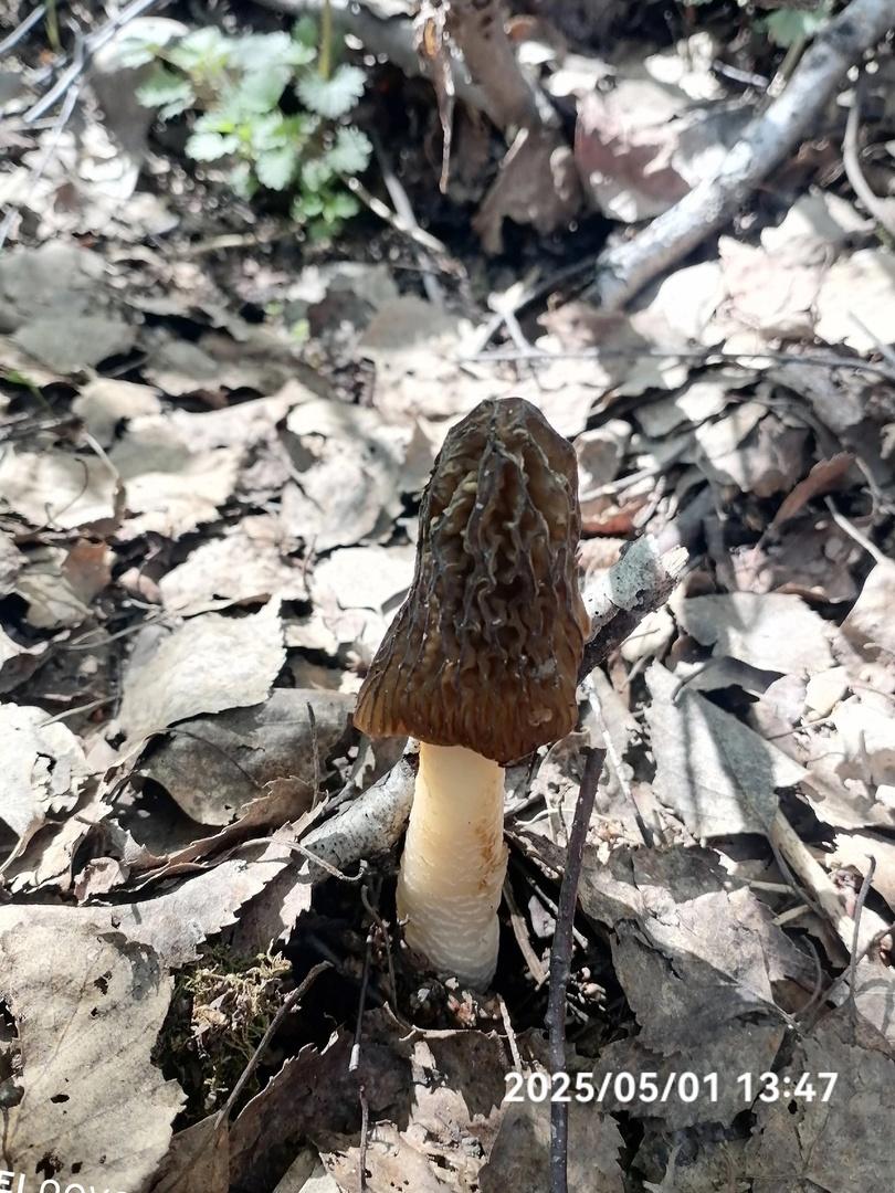 Фото Новосибирские леса заполонило рекордное количество майских грибов. 30 кадров даров природы 4