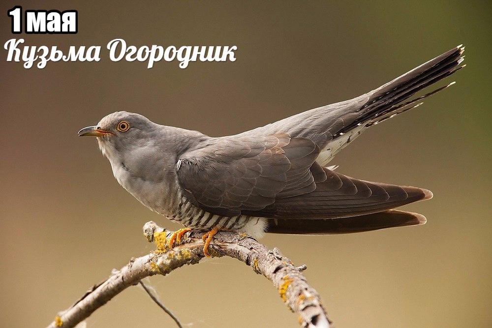 Фото День Козьмы Огородника 1 мая: открытки для рассылки родным 3