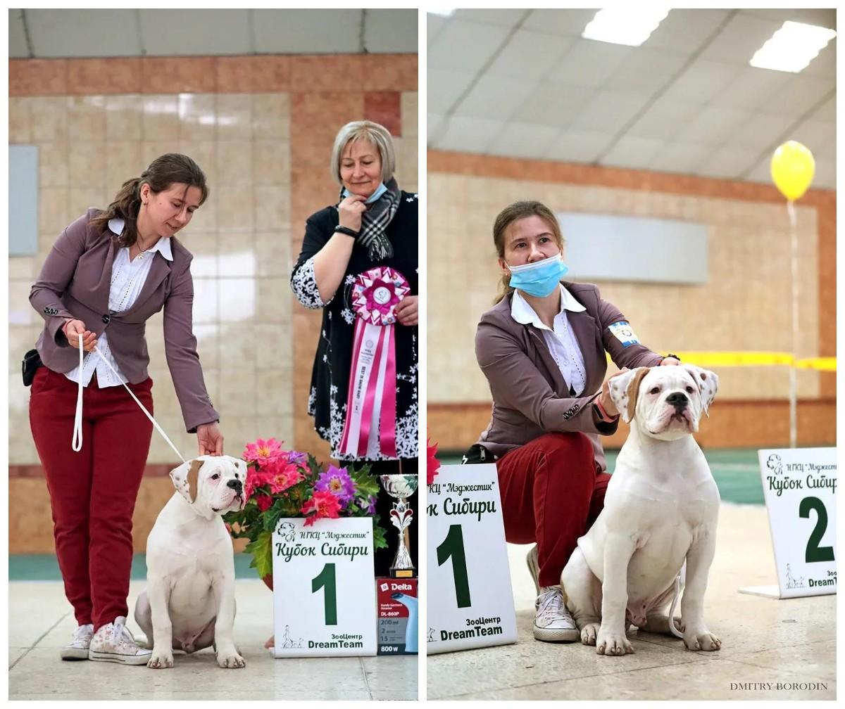 Баллы британский бульдог. Международный игровой конкурс по английскому языку british bulldog. Международный игровой конкурс по английскому языку british bulldog. Британский бульдог сертификат участника. British bulldog сертификат.