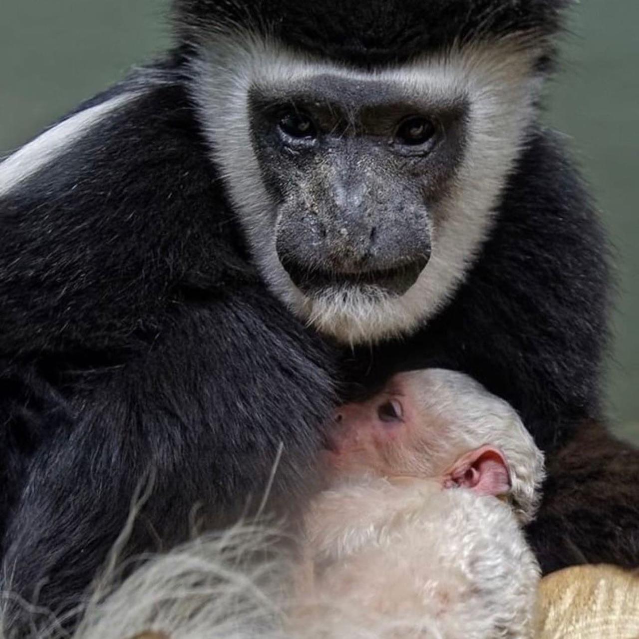 Фото Шерстяные мамы: Новосибирский зоопарк устроил умилительную фотосессию ко Дню матери 4