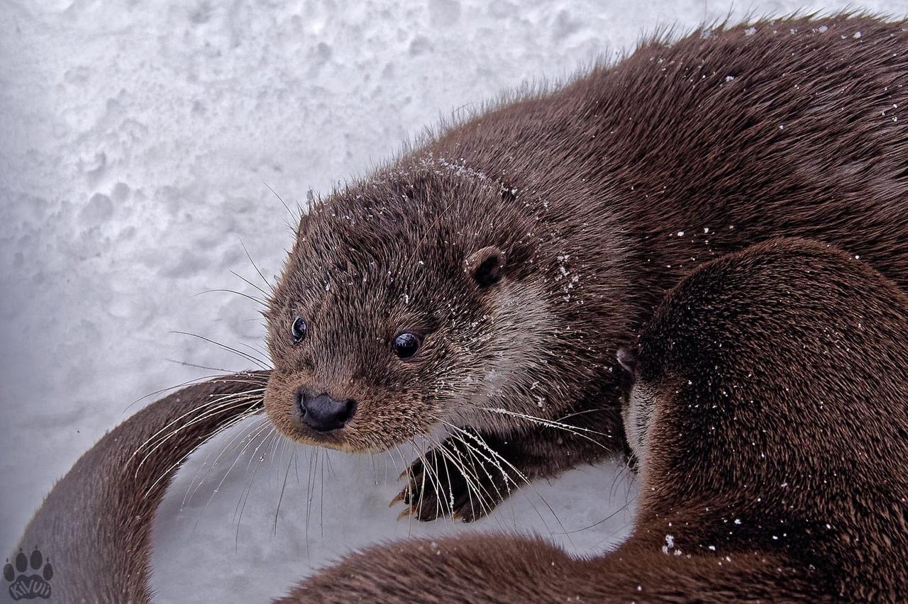 Фото Животные Новосибирского зоопарка принимают снежные ванны: 10 умилительных фото 6