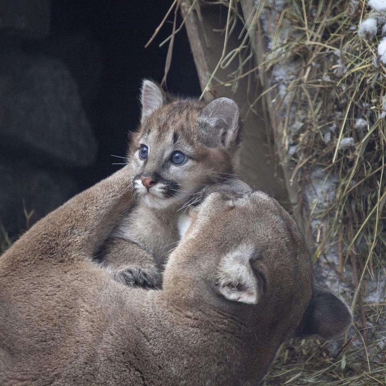Фото Шерстяные мамы: Новосибирский зоопарк устроил умилительную фотосессию ко Дню матери 2
