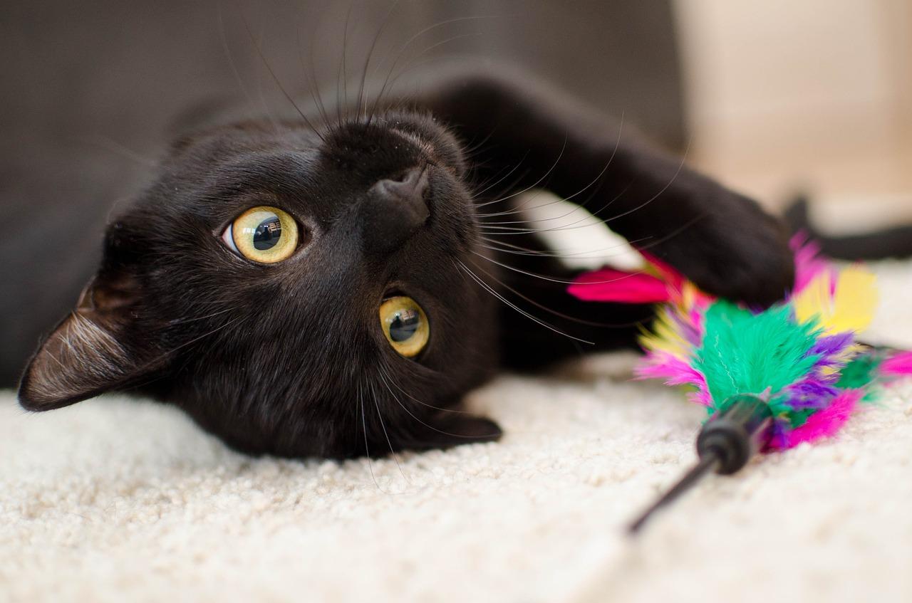 Фото Нечистая сила видит в темноте: пять самых нелепых мифов о чёрных кошках, в которые до сих пор верят 4