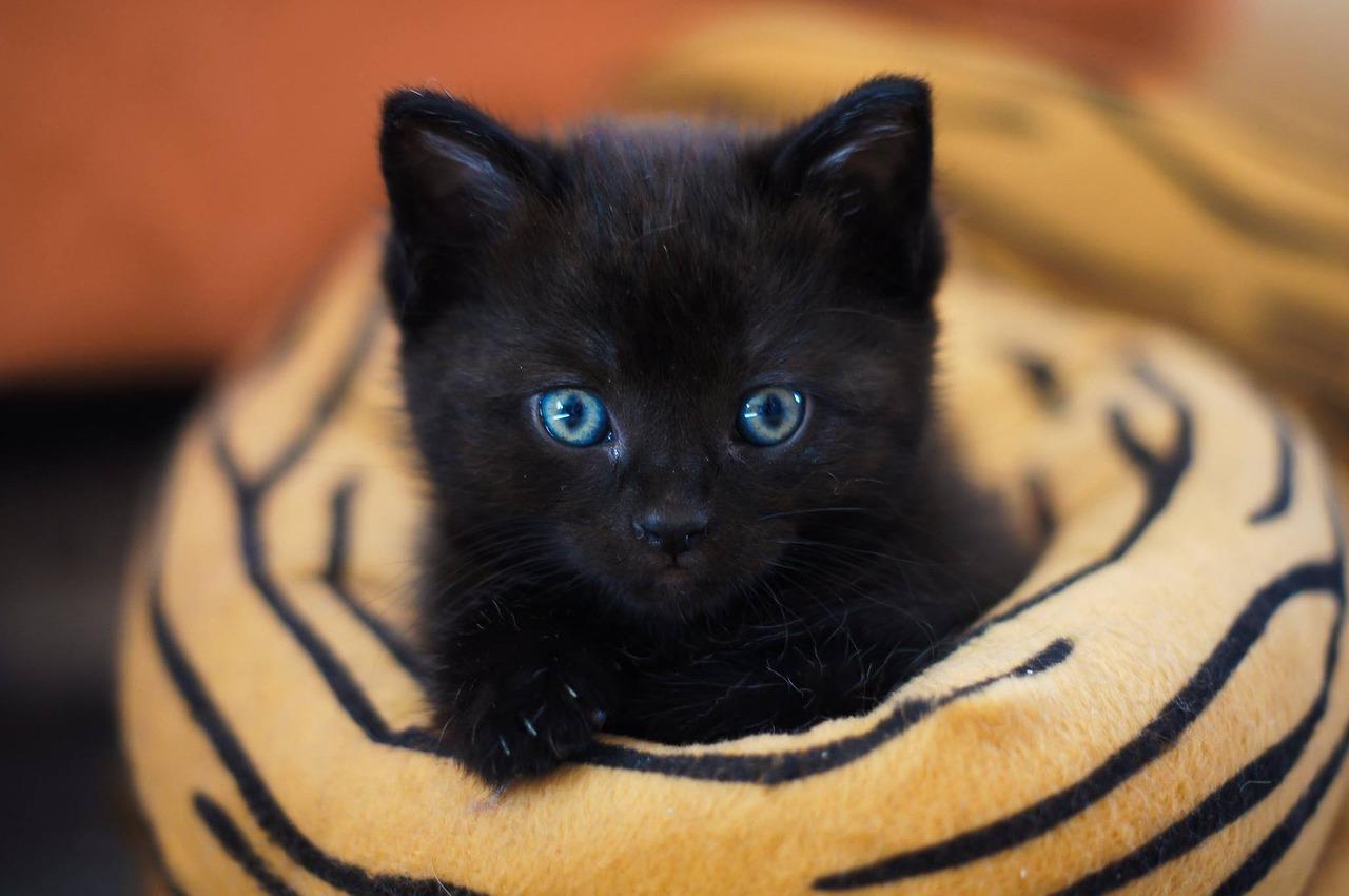 Фото Нечистая сила видит в темноте: пять самых нелепых мифов о чёрных кошках, в которые до сих пор верят 3