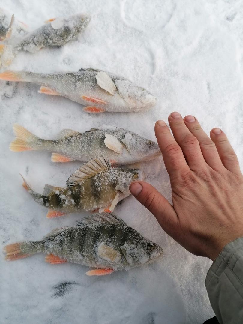 Фото В Новосибирской области начался сезон подлёдной рыбалки 5